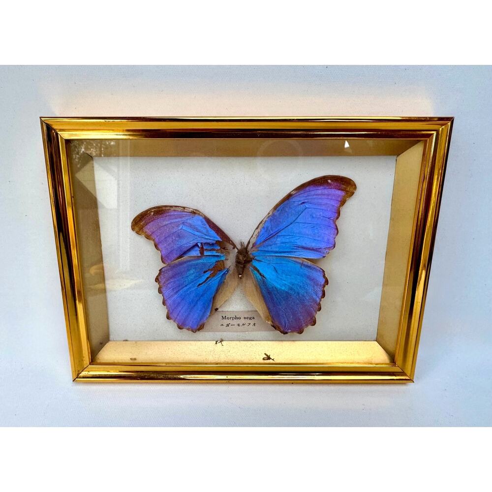 Framed Morpho Aega Blue Butterfly Display Shadow Box